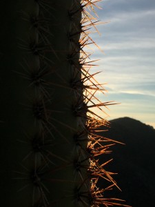 Sunrise in Saguaro National Park